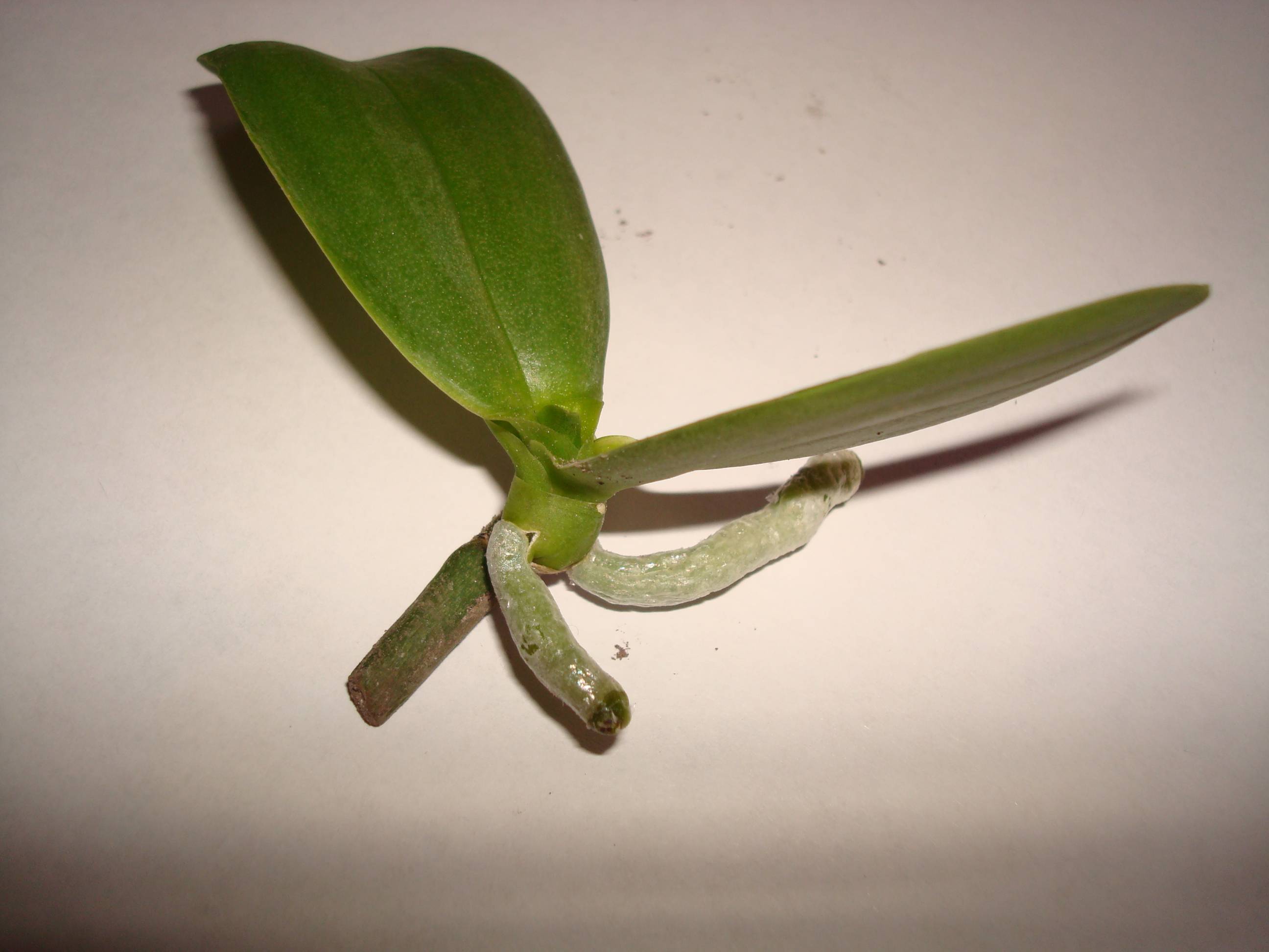 Как правильно нарастить корни у орхидеи — которая осталась без корней