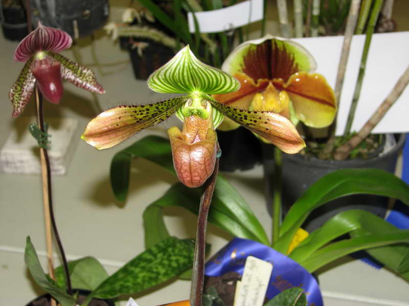 Орхидея пафиопедилум или венерин башмачок уход в домашних условиях как пересадить фото видов