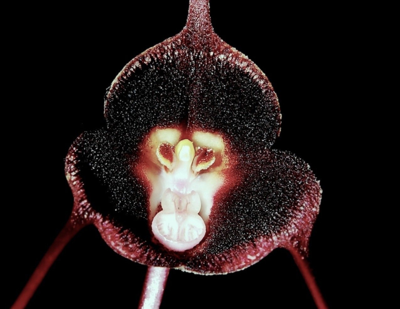Орхидея дракула: пугающее название и редкая красота