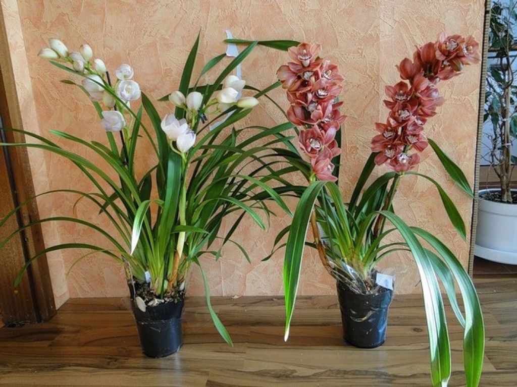 Разновидности орхидей фото и названия с длинными листьями