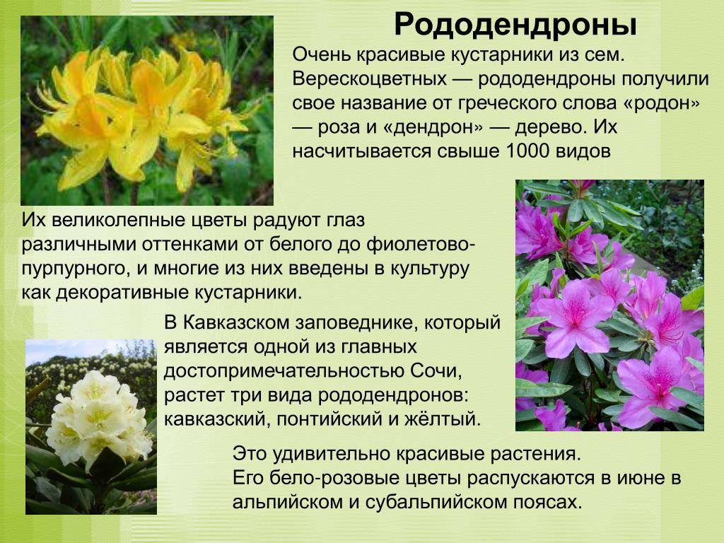 Растения сочи фото с названиями и описанием
