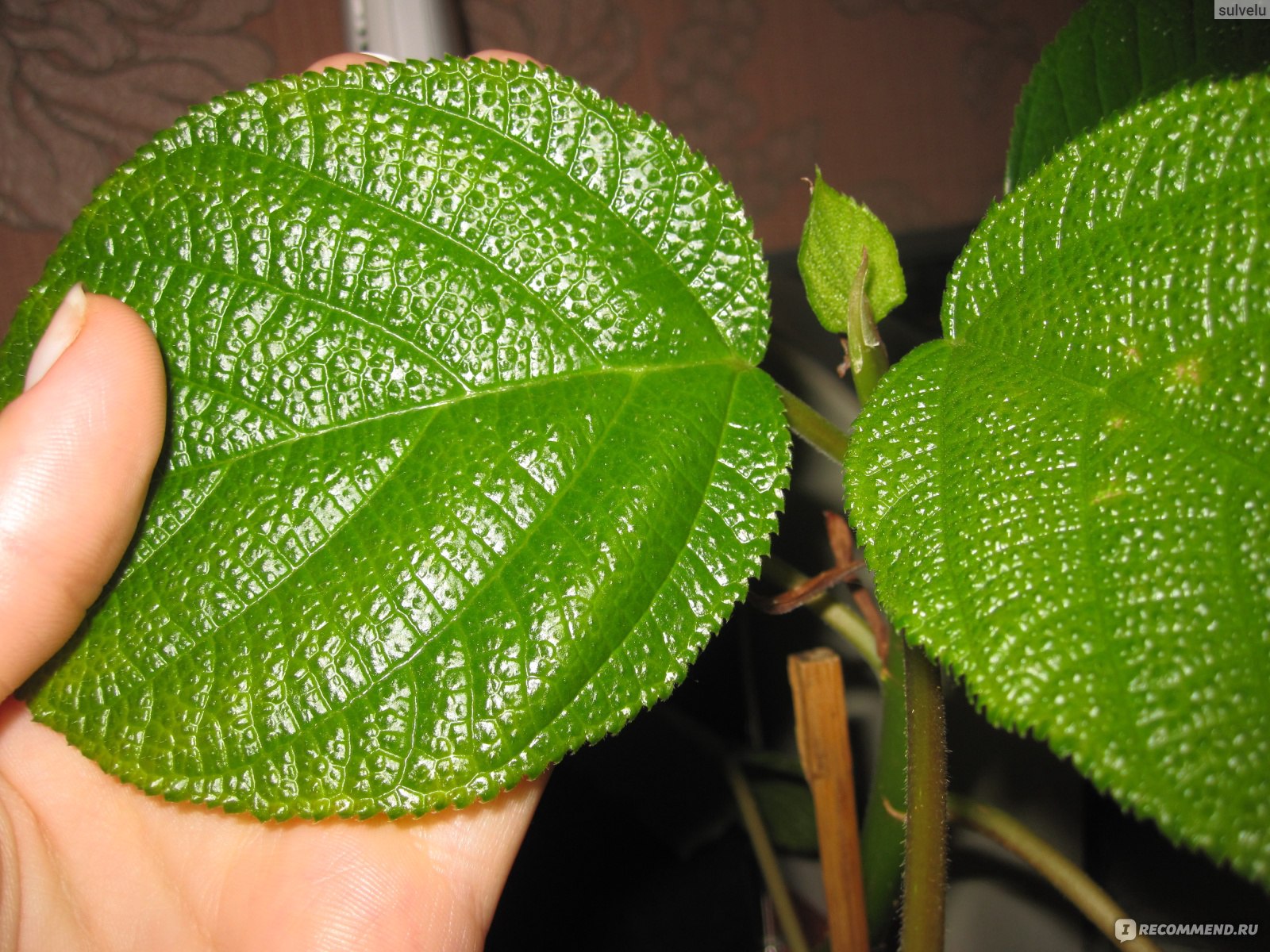 Бемерия крупнолистная (boehmeria macrophylla) описание растения, уход и болезни, полив и размножение