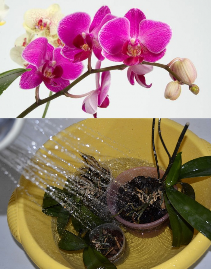 Орхидеи как ухаживать чтобы цвели. Полив орхидеи. Полив цветущей орхидеи. Орхидея в домашних условиях. Полив орхидей в домашних.