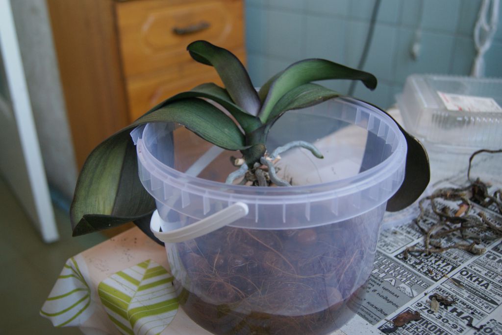 Рассказываем, как нарастить корни у орхидеи фаленопсис