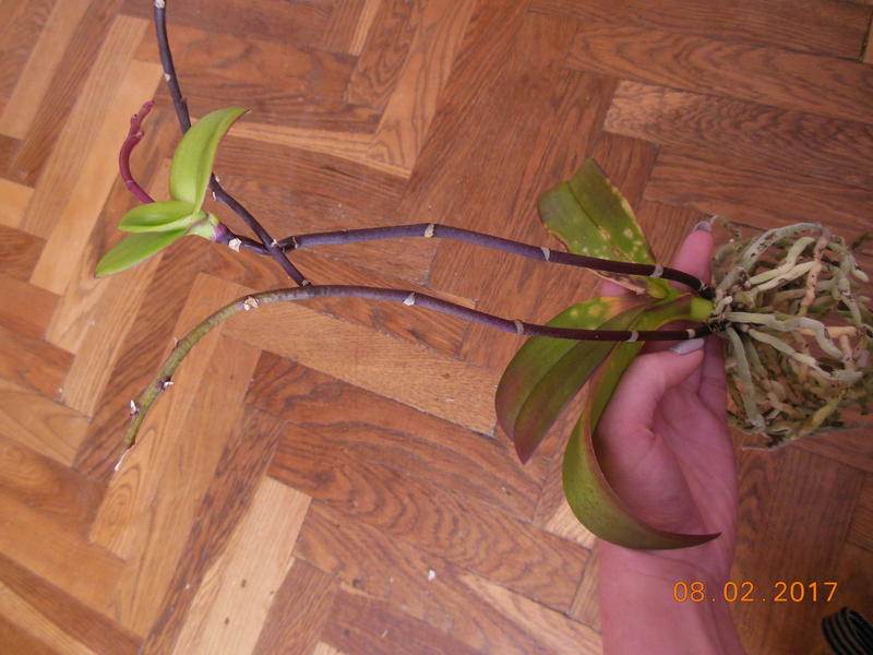 Продлеваем красоту — как правильно обрезать орхидею после цветения?