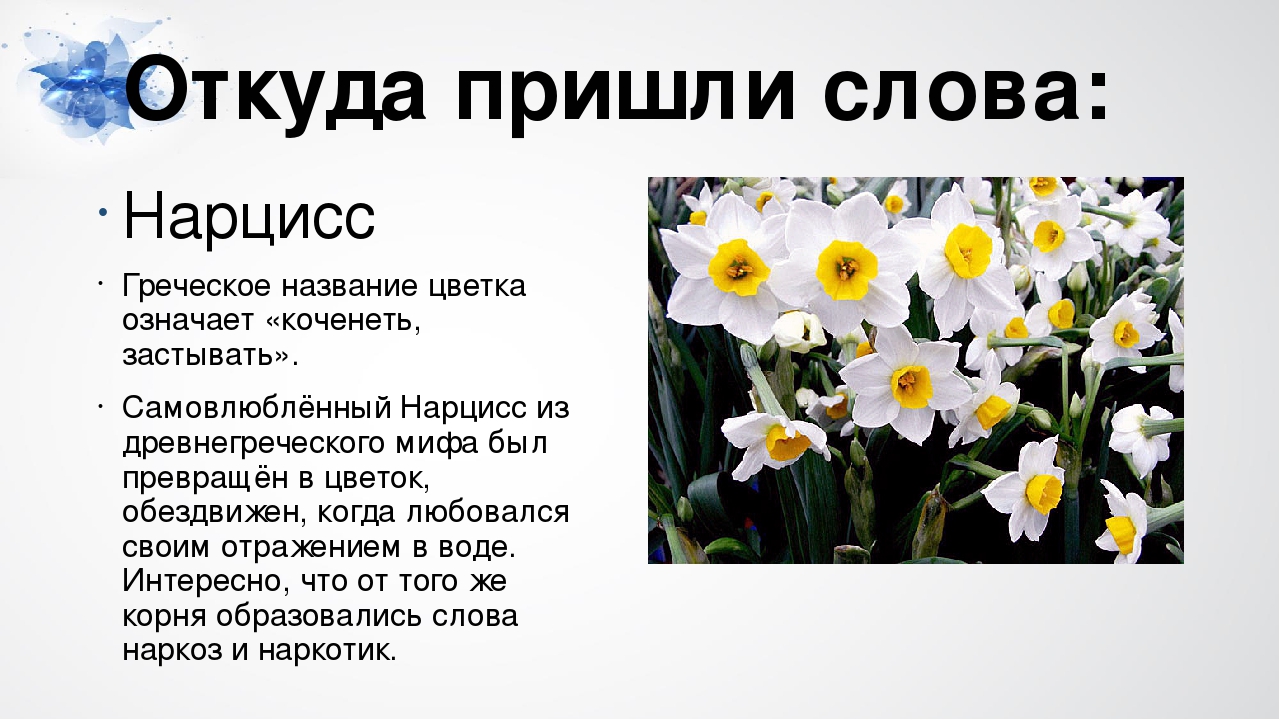 Нарцисс растение значение. Описание цветка. Нарцисс на языке цветов. Цветочки с описанием. Описание цветов.