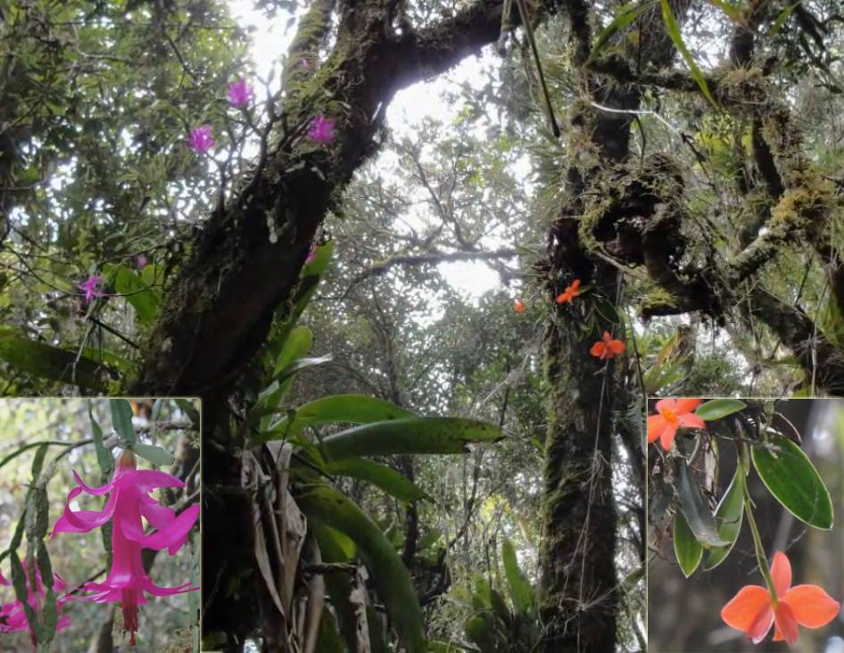 Орхидеи в природе: где встречается цветок в естественной среде