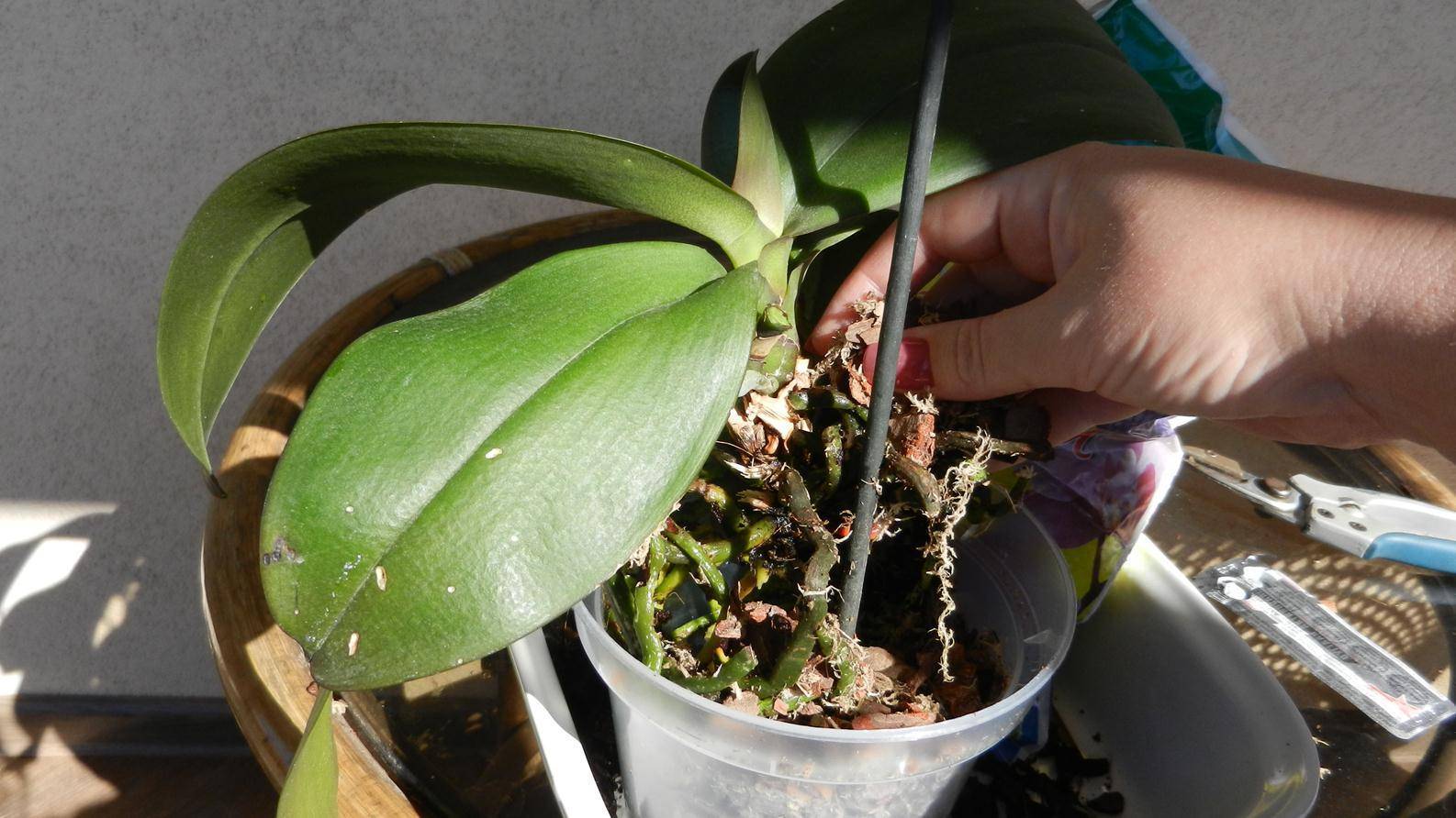 Как пересадить орхидею в домашних условиях в другой горшок пошагово с фото когда цветет