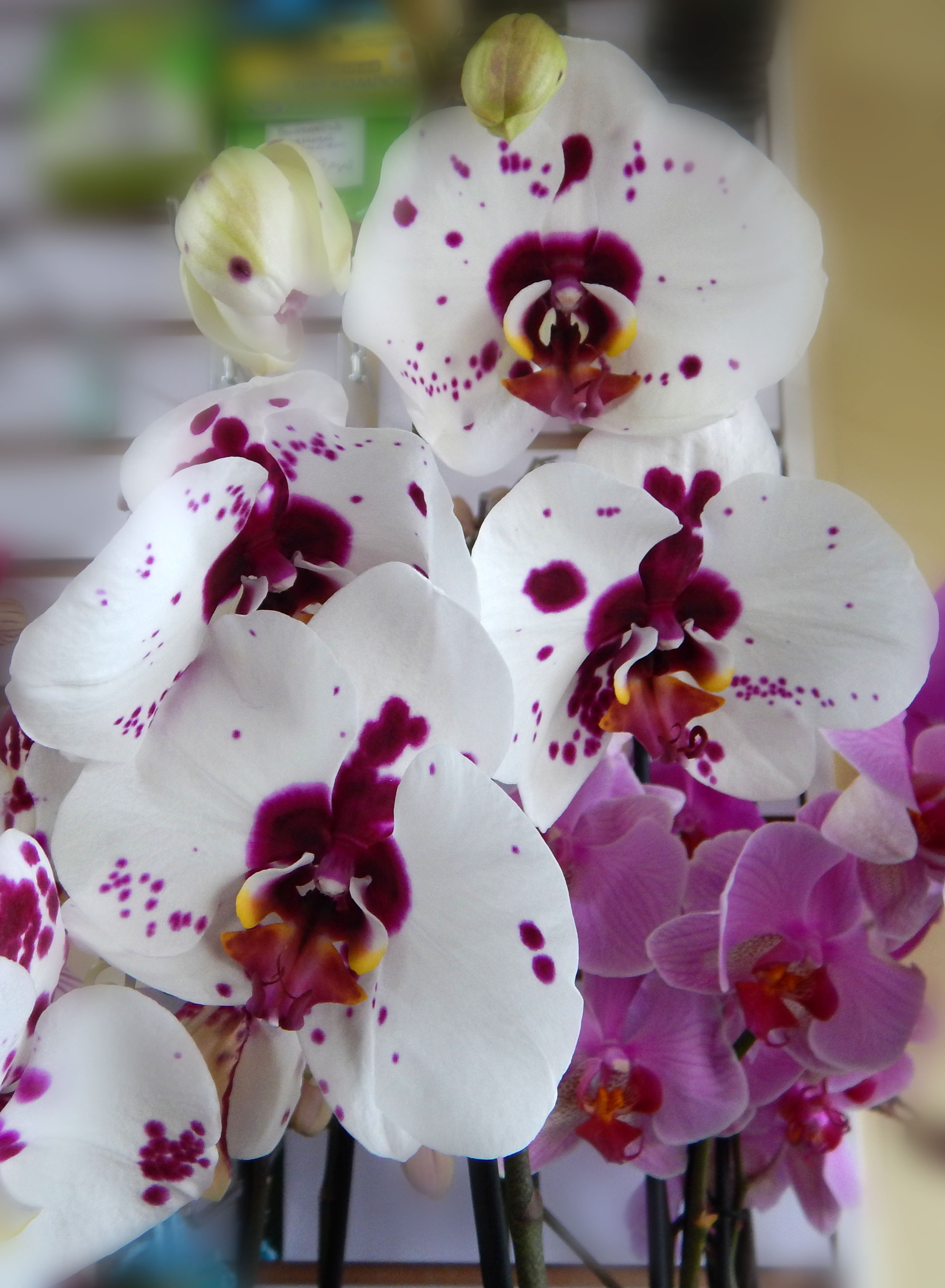Какие бывают орхидеи названия и фото с картинками