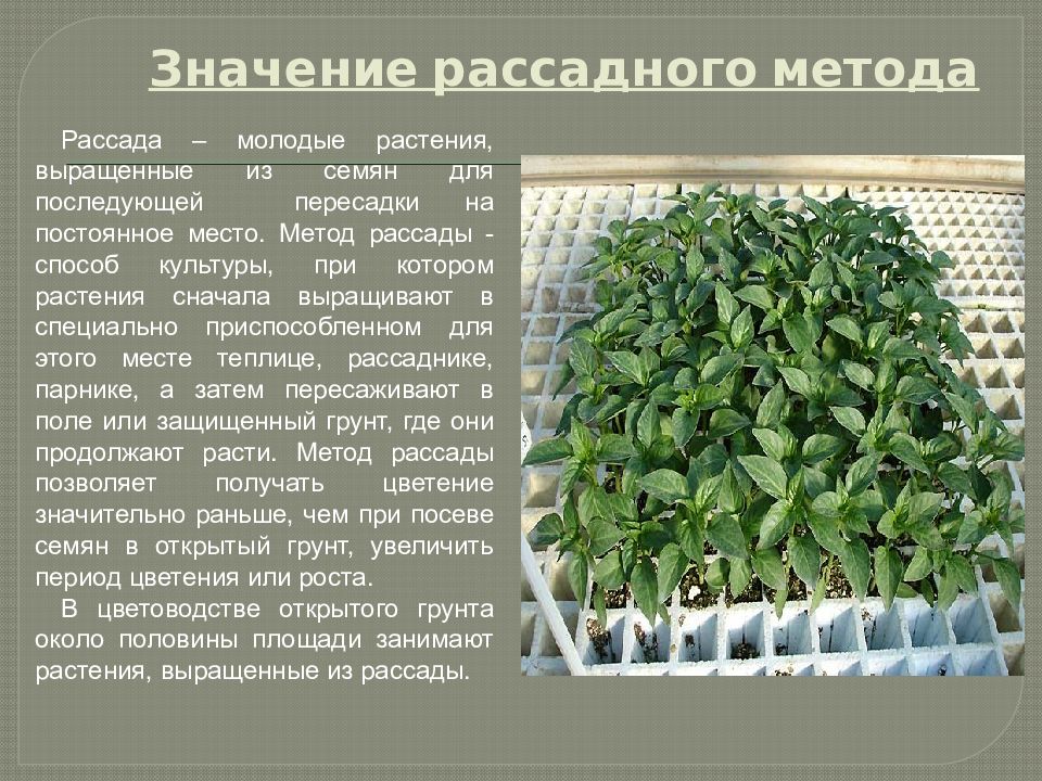 Аптения — нюансы ухода в домашних условиях