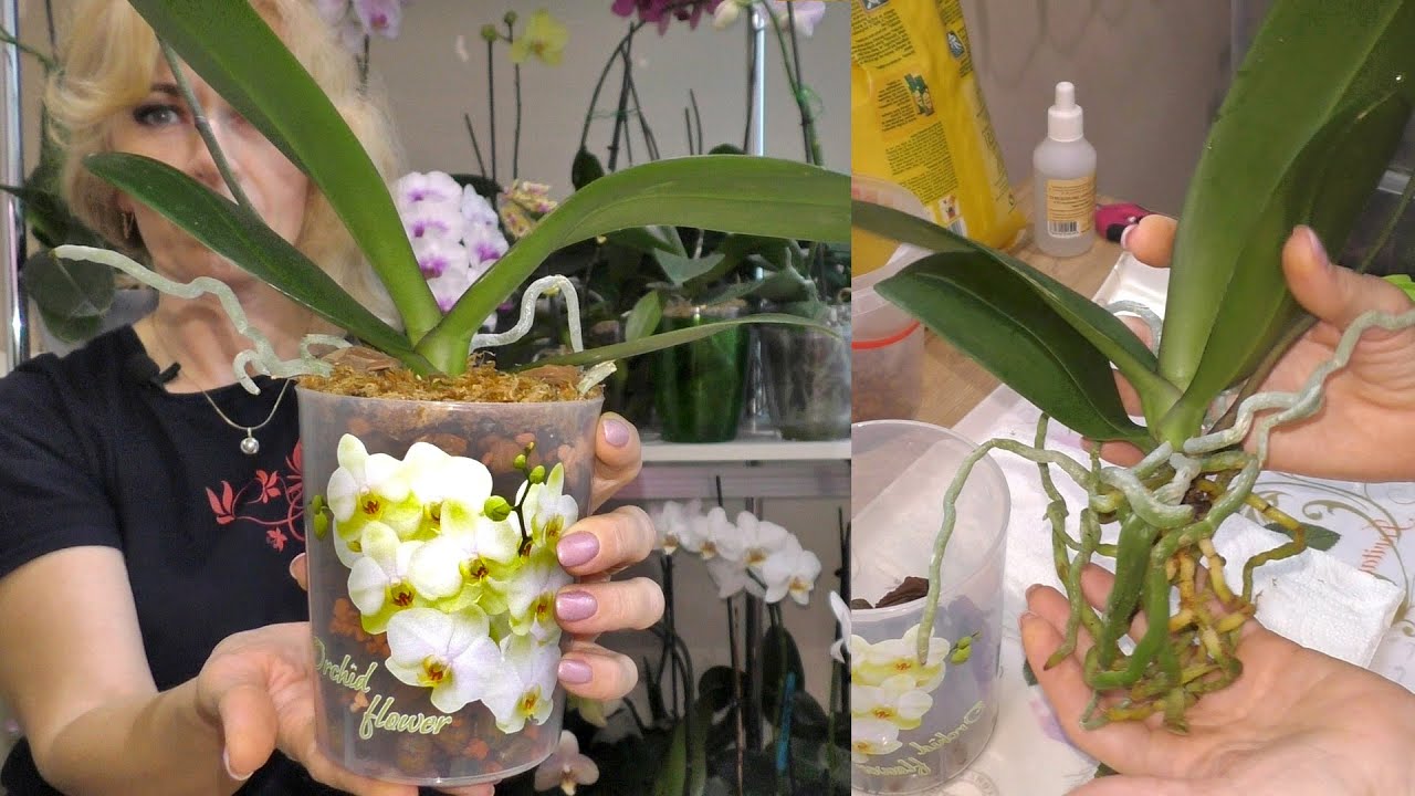 Как пересадить архидея или орхидея