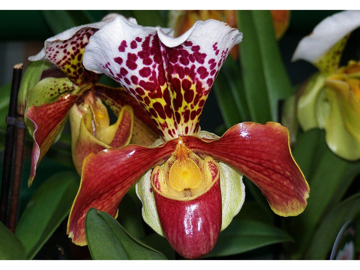 Пафиопедилюм, Венерин башмачок — Орхидея