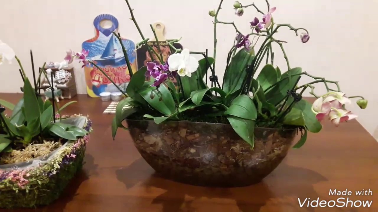 Правила пересадки орхидей в новый горшок — советы опытных цветоводов