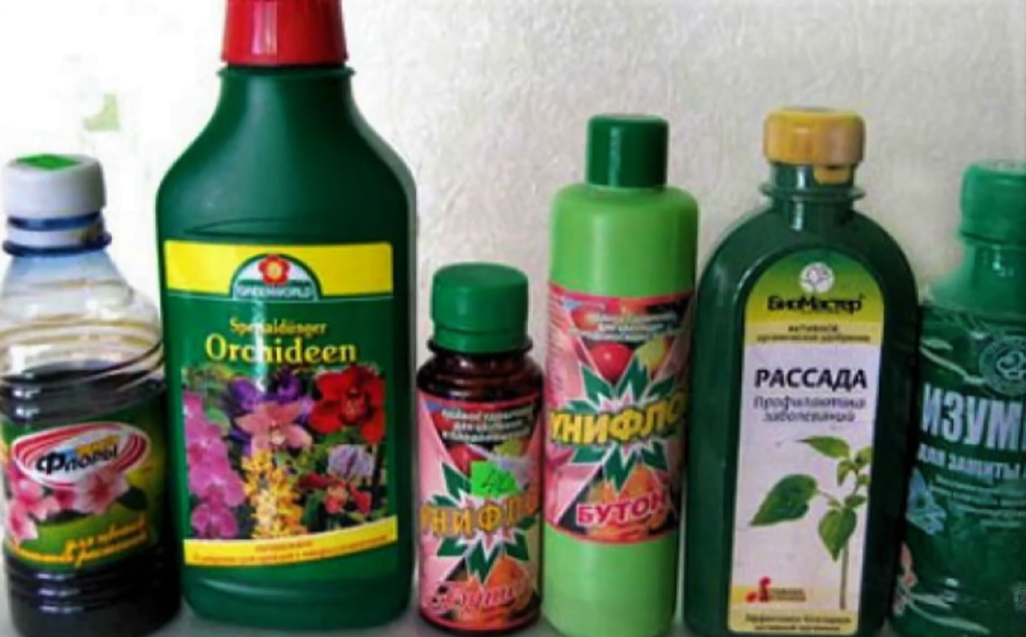 Как поливать комнатные цветы янтарной кислотой: рецепты