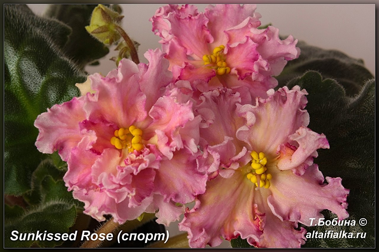 Sunkissed rose фиалка фото и описание сорта