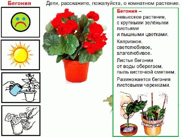 Схема посадки бегонии вечноцветущей