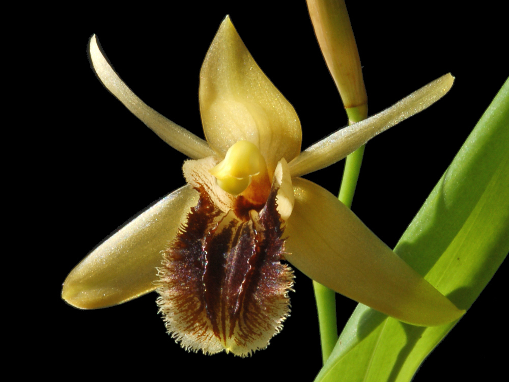 Как ухаживать за орхидеей целогиной в домашних условиях