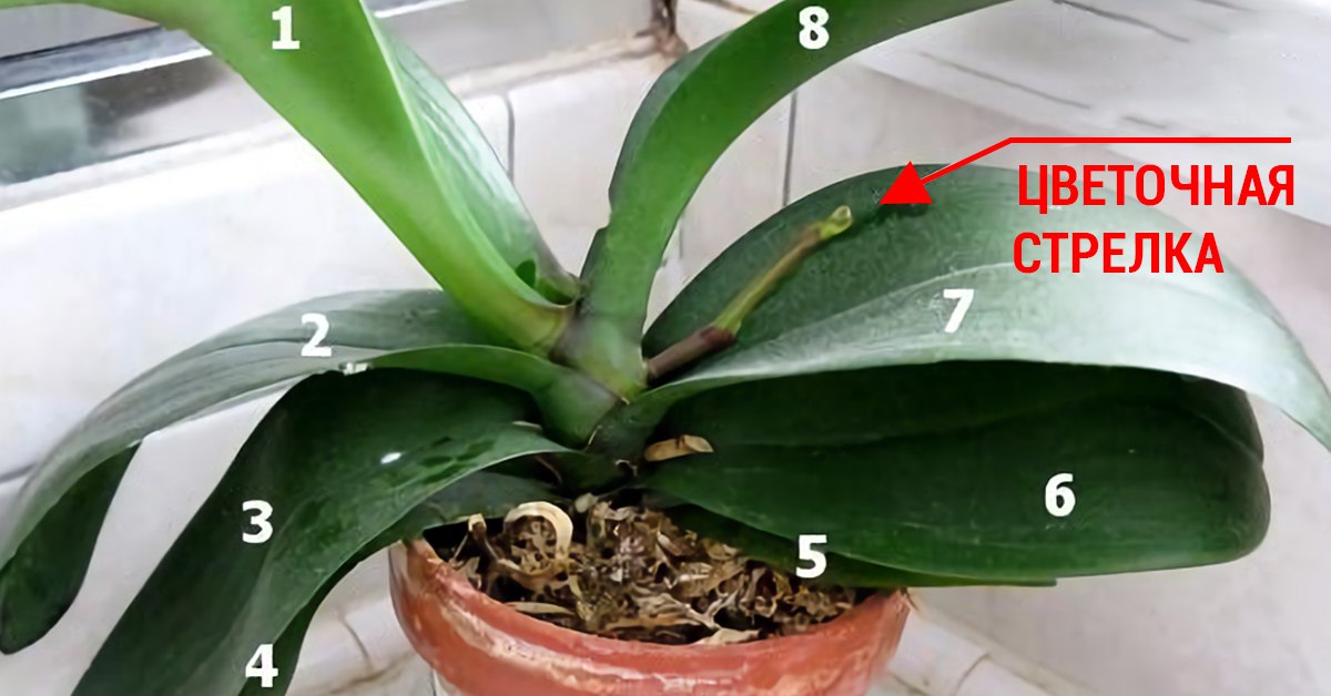 Как зацветает орхидея признаки фото и описание