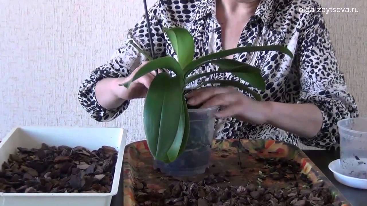 Как вырастить орхидею из семян в домашних условиях - правила и секреты