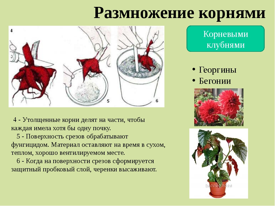 Схема посадки бегонии вечноцветущей