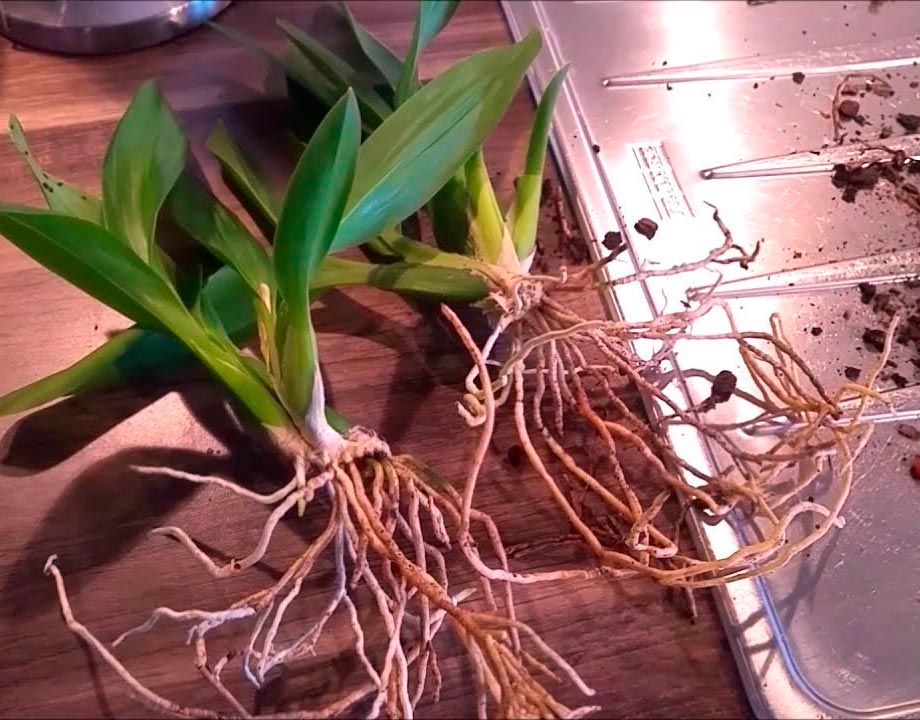 Орхидея брассия: выращивание в домашних условиях