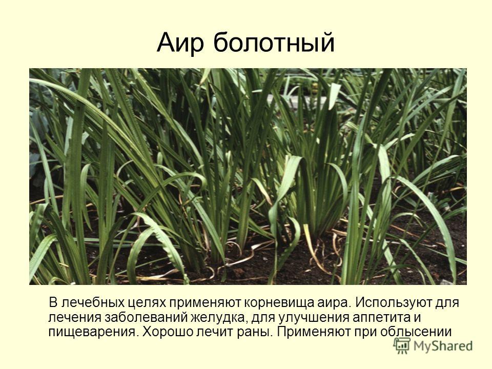 Циперус – посадка и уход в домашних условиях, размножение и болезни
