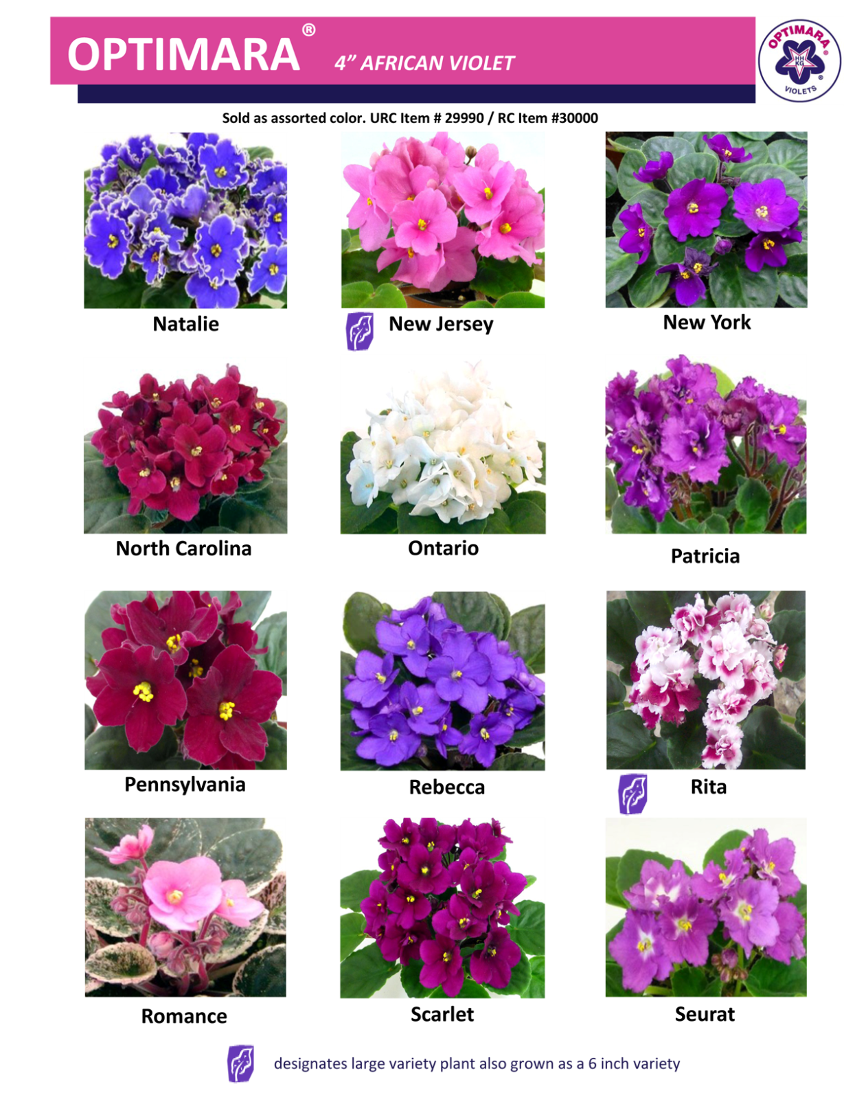 Определить сорт цветов по фото