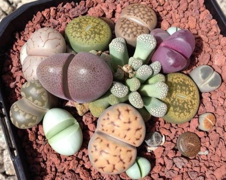 Литопсы (lithops): описание рода и особенности выращивания, виды