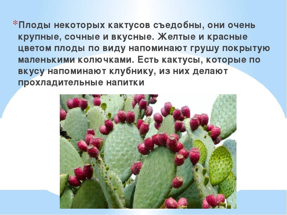 Кактус опунция (opuntia): особенности рода, как выращивать, виды