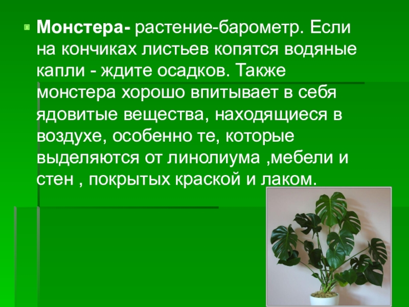 Посадка и уход монстера в домашних условиях: инструкция, освещение, полив, удобрение