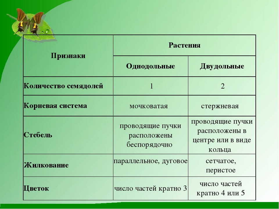 Класс однодольные – признаки семейств, общая характеристика (биология, 6 класс)