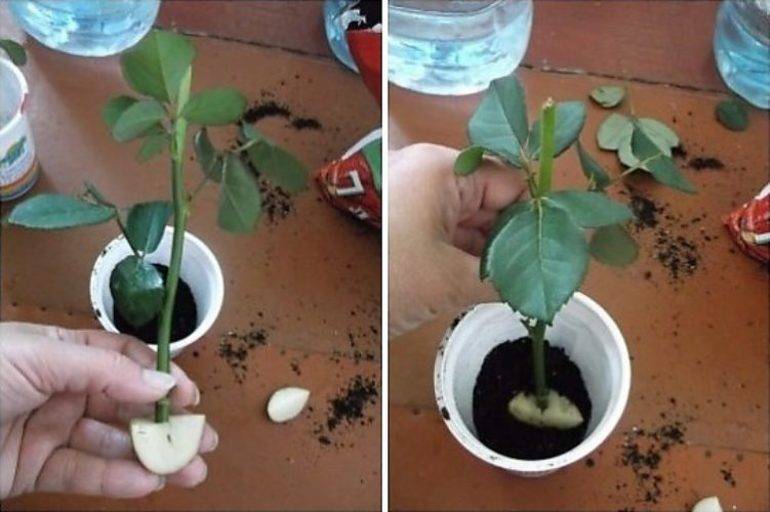 Фуксия – сорта, выращивание и уход
