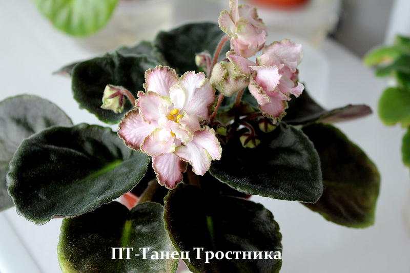 Фиалка: натали, эленика, танец тростника, жаклин, серафима, нонна, вишневая конфетка, их описание и фото