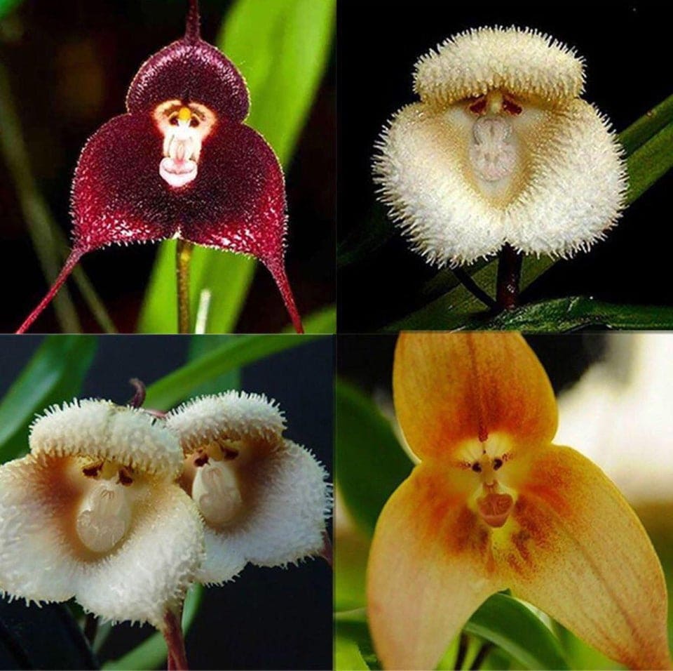 Цветы похожие на орхидеи название и фото