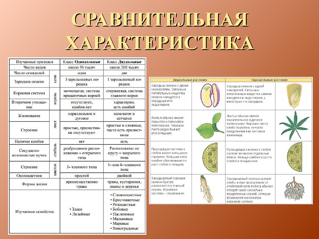 Семейства покрытосеменных растений презентация