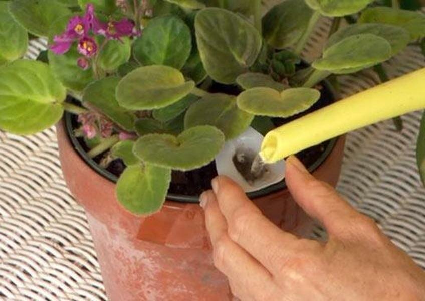 Как поливать фиалки: секреты и особенности ухода за растением