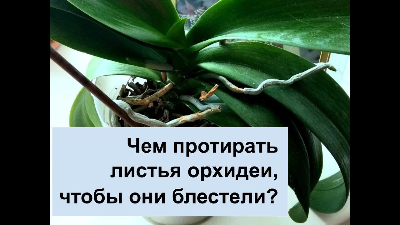 Как ухаживать за орхидеей в домашних условиях: инструкция для начинающих - sadovnikam.ru