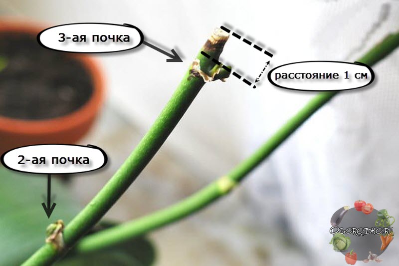 Как обрезать орхидею после цветения в домашних условиях фото пошагово в домашних