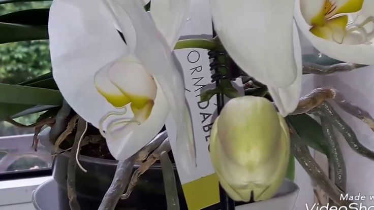 Орхидея сого пони