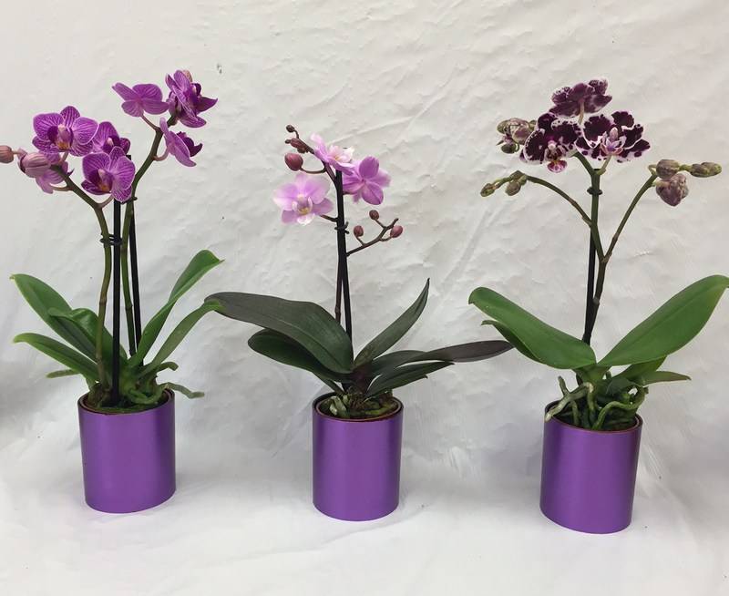 Необыкновенная орхидея пелорик: изюминка или дефект? описание, фото и особенности ухода