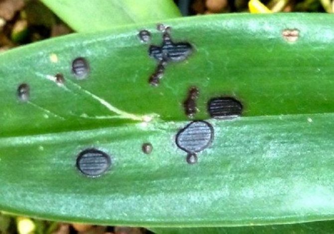 Пятна на листьях орхидеи – как спасти растение