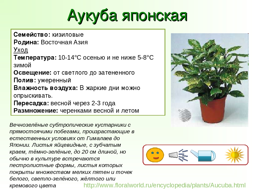 Фатсия приметы. фатсия японская - выращивание в квартире