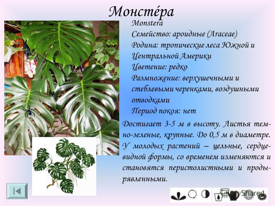 Монстера: уход в домашних условиях за цветком - пересадка, обрезка и размножение