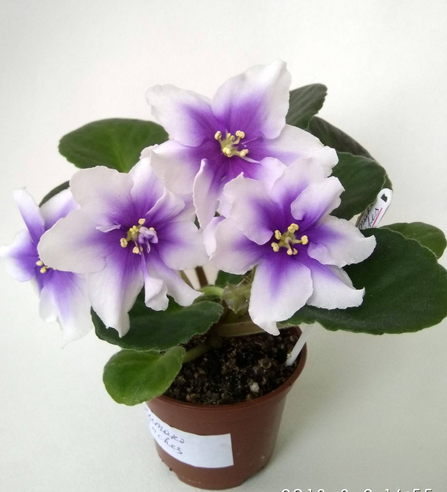 Фиалка humako inches (селекция humako): фото и описание сорта и спорта