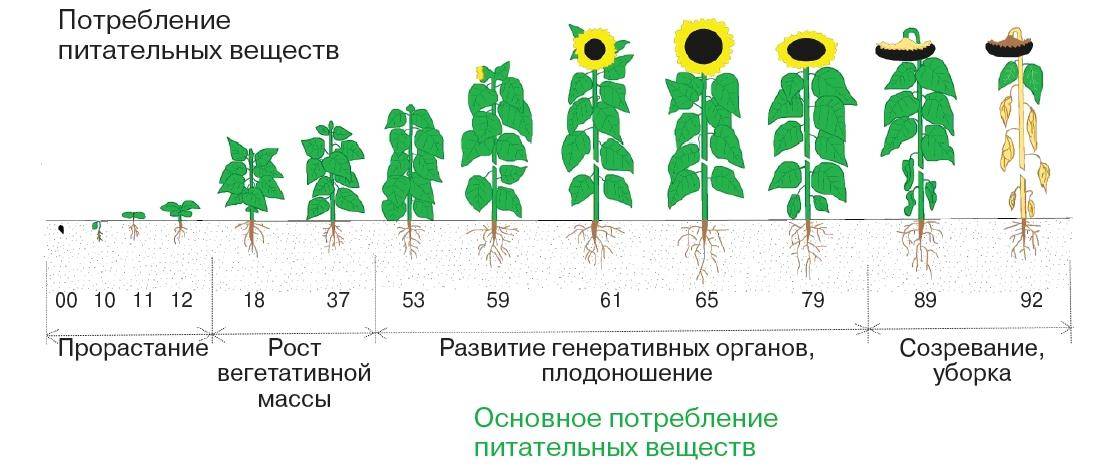 Орхидея лиодоро: фото, описание и правила ухода в домашних условиях