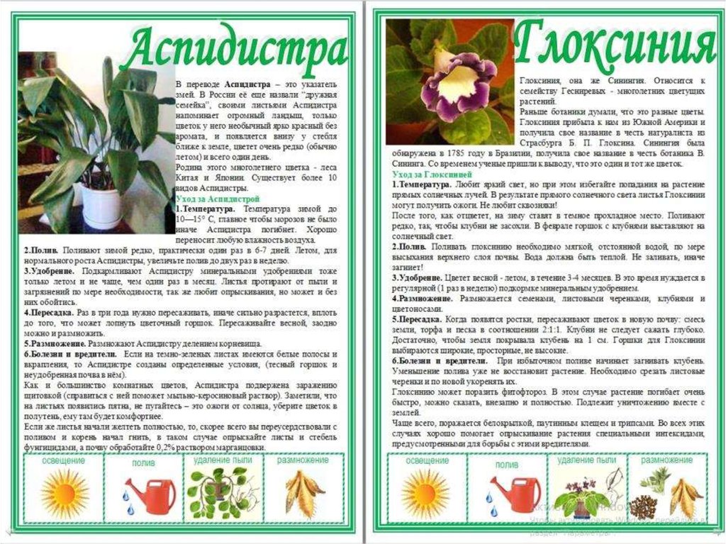 Аспидистра: уход в домашних условиях, фото