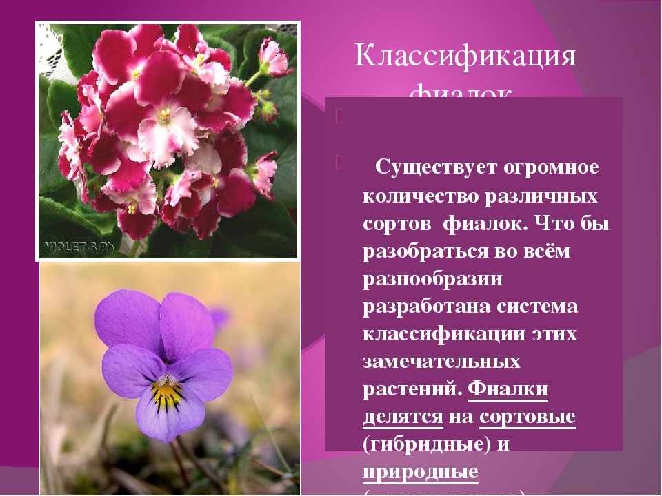 Из данной статьи вы узнаете, какие на данный момент выведены самые красивые сорта фиалок: фото и названия этих цветов с кратким описанием дадут вам возможность выбрать себе растение по душе Также вы сможете посмотреть видео с самыми красивыми в мире сорта