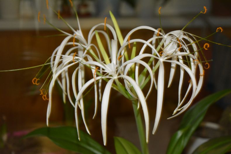 Ухаживание за гименокаллисом (hymenocallis)