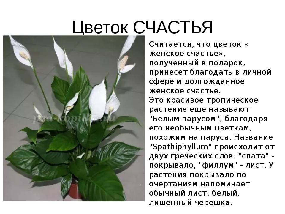 Свадебный букет из орхидей – красивые сочетания в букетах