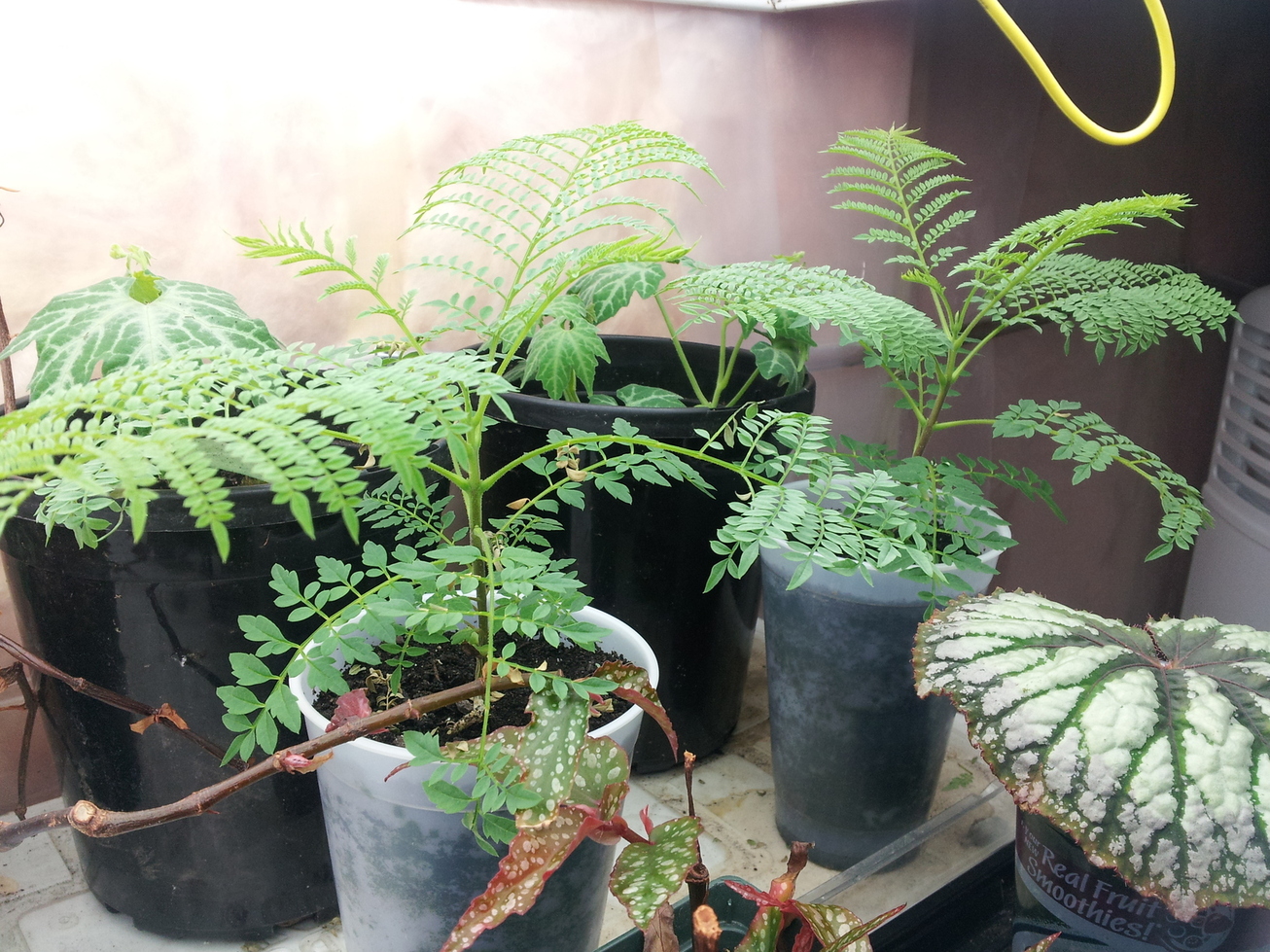 Жакаранда: советы по выращиванию и размножению палисандрового дерева